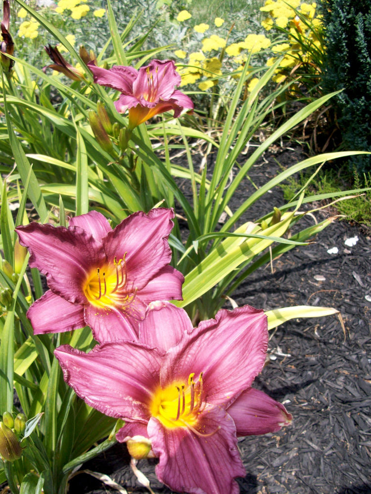 HEMER 'PURPLE D'ORO' 19CM