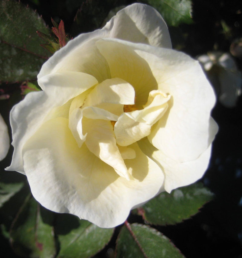 ROSE K.O. 'WHITE OUT' G3