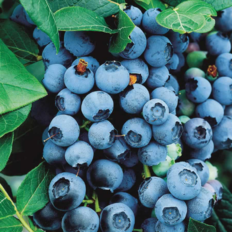 VACCINIUM 'BLUECROP' G3 15"