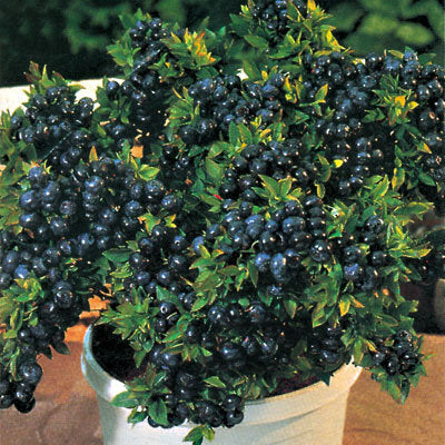 VACCINIUM 'TOP HAT' G1 8" PTW