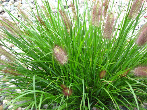 GRASS - PE. AL. 'RED HEAD' G3