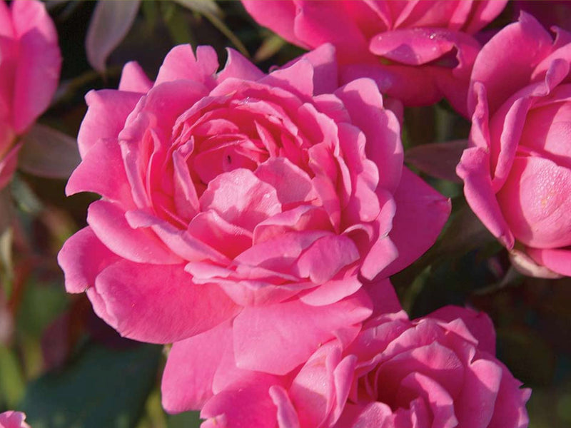 ROSE K.O. 'DBL PINK KNOCKOUT' 19CM