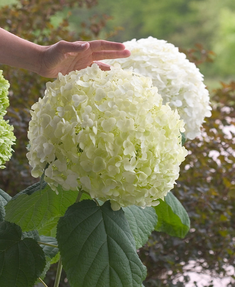 HYDRANGEA A. 'INCREDIBALL'® G1 PW