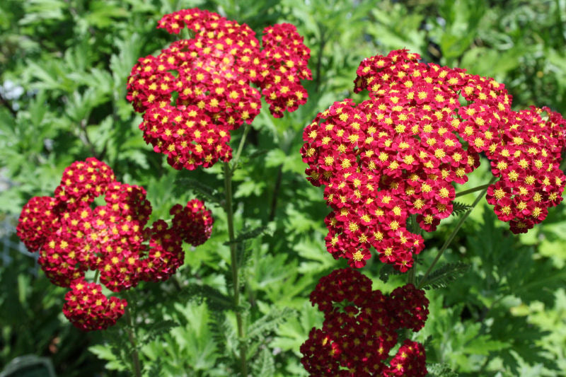 ACHILLEA M. 'STRAWBERRY SEDUCTION' 19CM