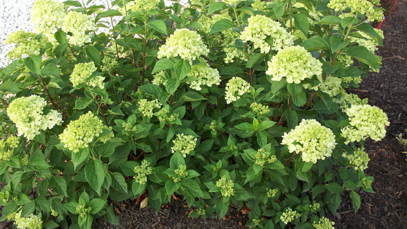 HYDRANGEA P 'LITTLE LIME'® G3 PW