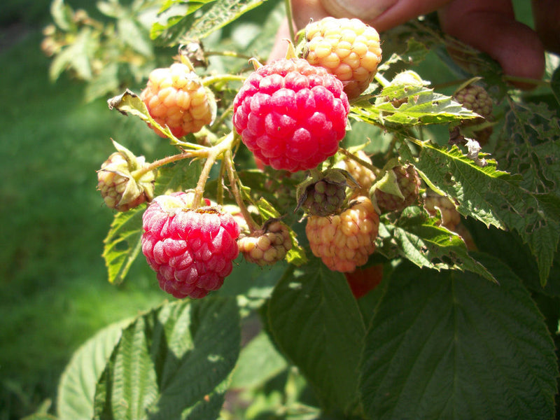 RUBUS ID. 'HERITAGE' 19CM 12" PTW