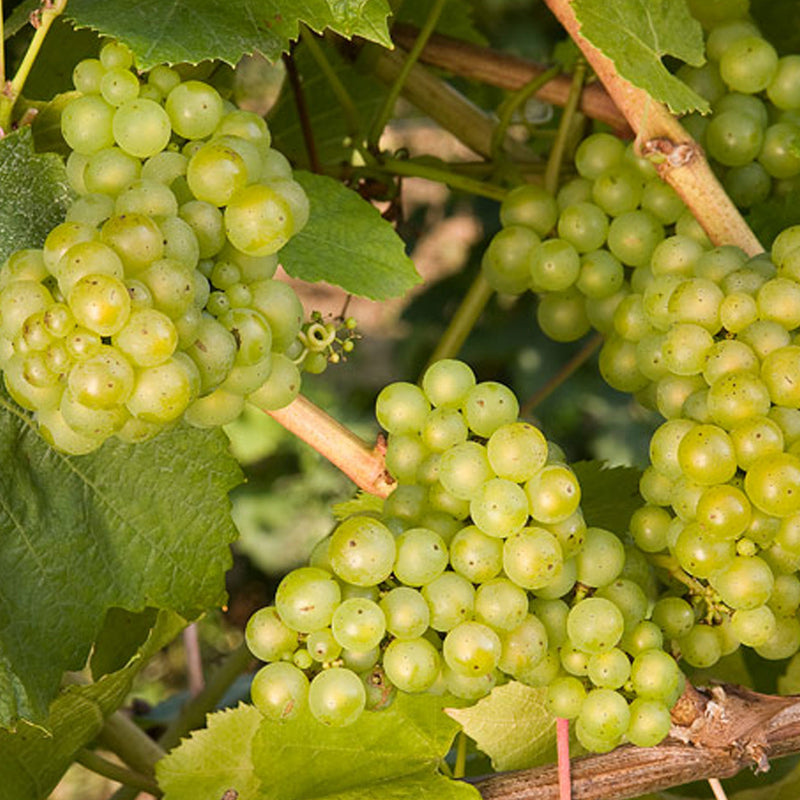 VITIS 'LAKEMONT' 19CM PTW