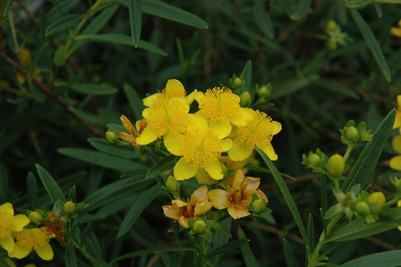 HYPERICUM 'GEMO' G2 10" AB