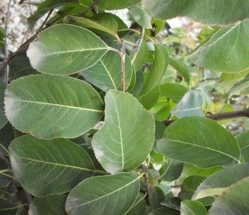 VIBURNUM PRUNIFOLIUM G3 15" AB