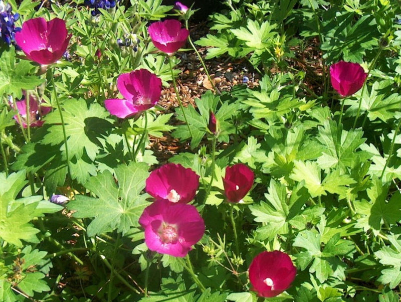 CALLIRHOE INVOLUCRATA G2 AB
