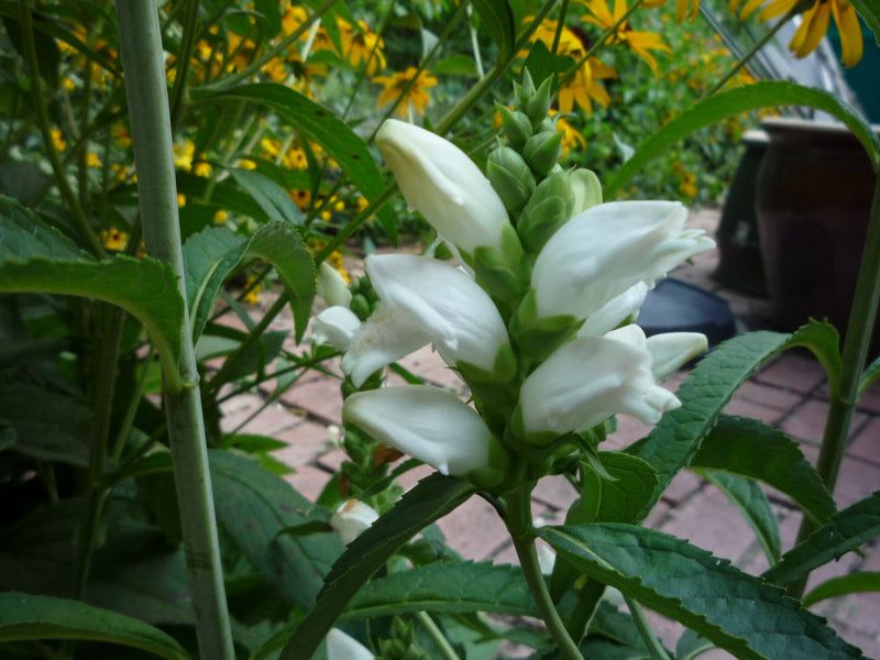 CHELONE GLABRA 19CM/G1 AB