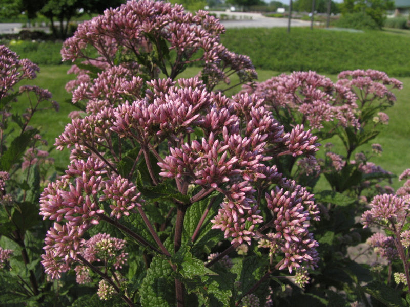 EUPATORIUM DUBIUM 'LITTLE JOE' G2 AB