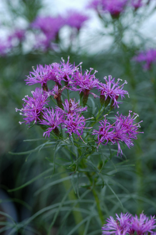 VERNONIA L. 'IRON BUTTERFLY' G2 AB