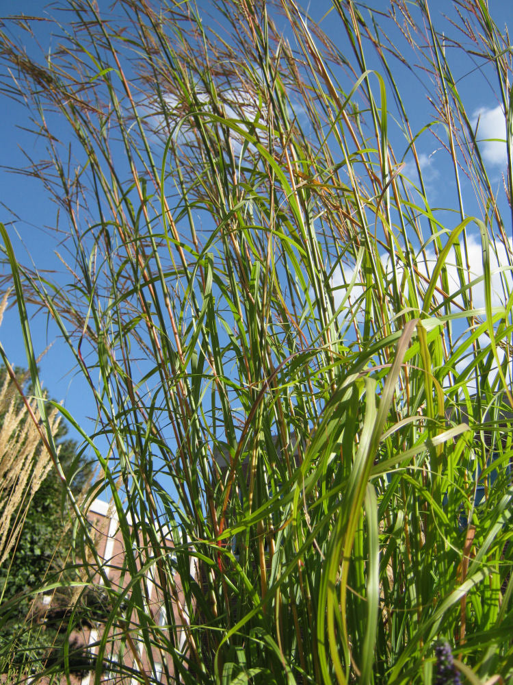 GRASS - AND. G 'BIG BLUESTEM' G2 AB
