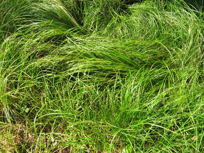 GRASS - CAREX 'PENSYLVANICA' 19CM/G1 AB