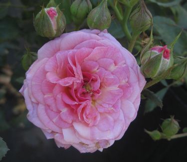 ROSE DRIFT 'SWEET' G2