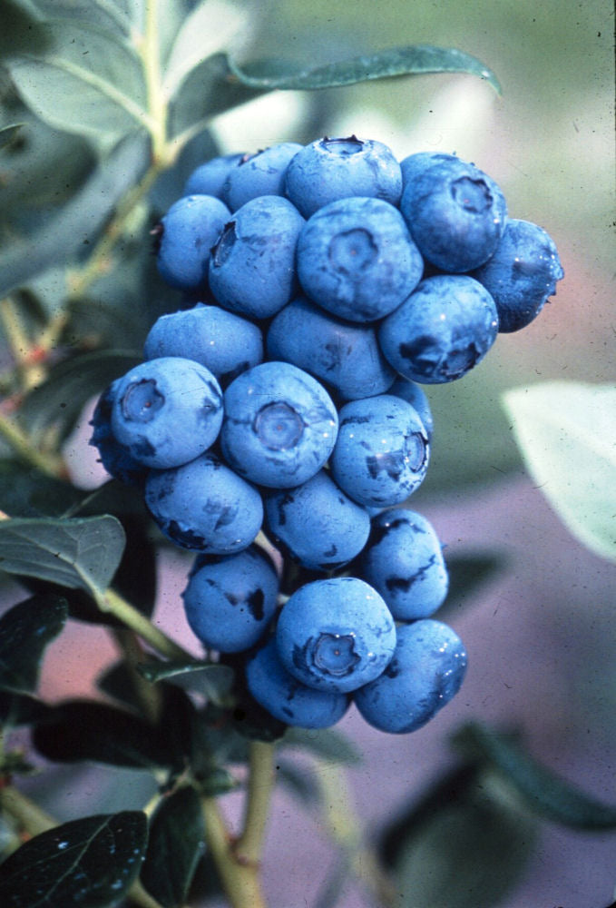 VACCINIUM 'DUKE' 19CM/G1 10" PTW