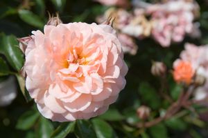 ROSE DRIFT 'APRICOT' G2