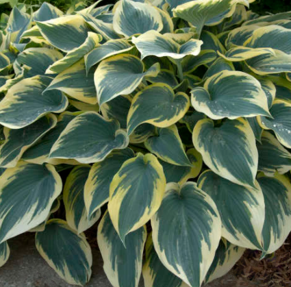 HOSTA 'FIRST FROST' 19CM