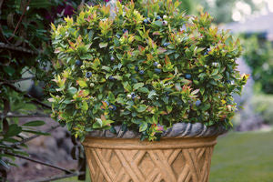 VACCINIUM 'JELLY BEAN' 19CM RAZ