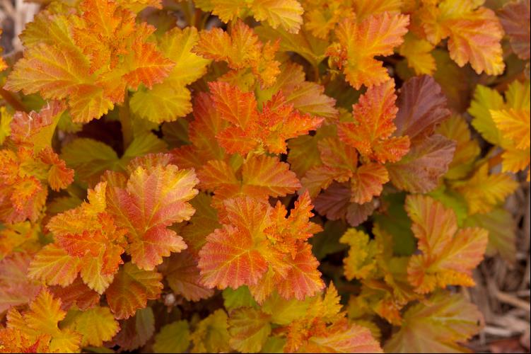 PHYSOCARPUS O. 'AMBER JUBILEE'™ G3 15" FE
