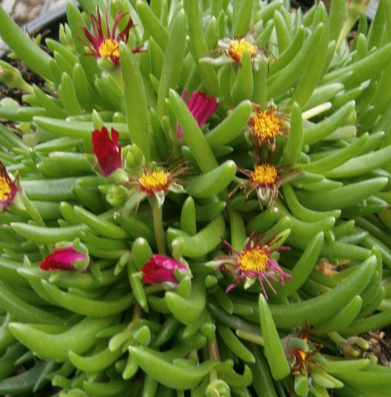 DELOSPERMA JEWEL DESERT 'GARNET' 19CM PTW