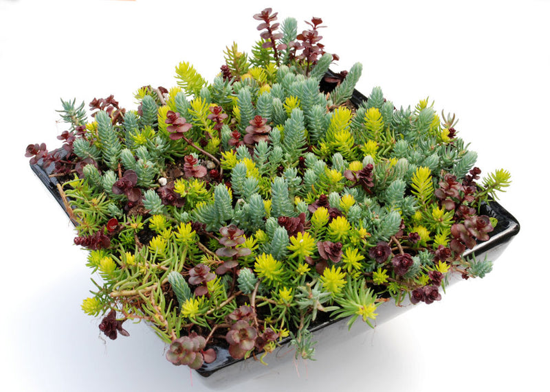 SEDUM 'FLAMING CARPET' 19CM PTW