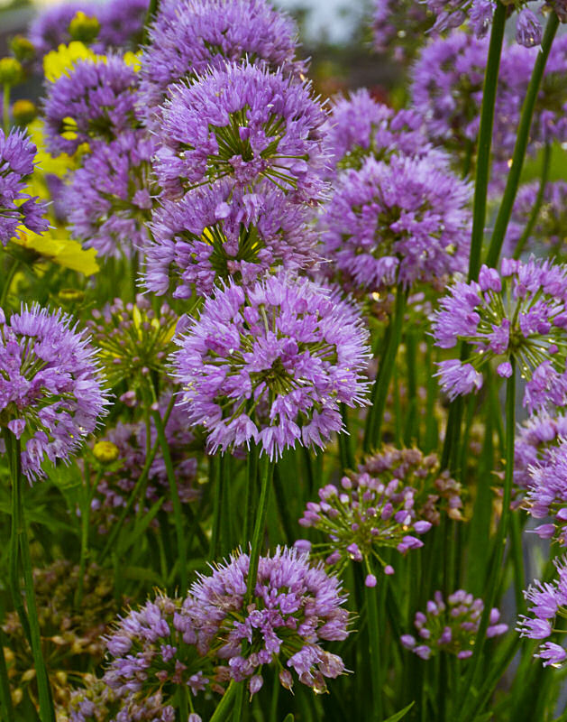 ALLIUM MILLENIUM 19CM PTW