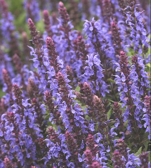 SALVIA NEMEROSA 'SENSATION SKY BLUE' 19CM PTW