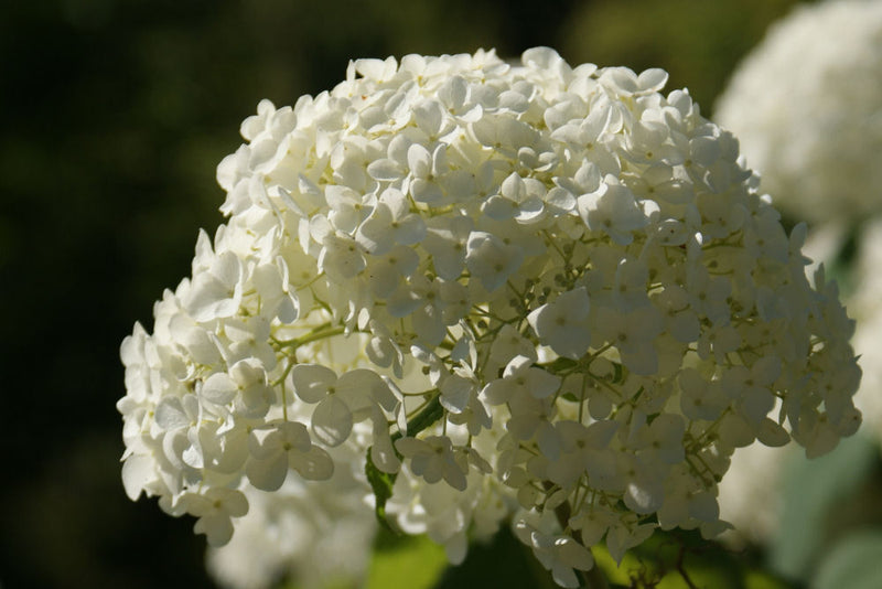 HYDRANGEA A. 'ANNABELLE' G1