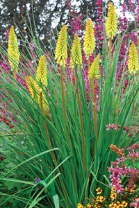 KNIPHOFIA 'PINEAPPLE POPSICLE' 19CM