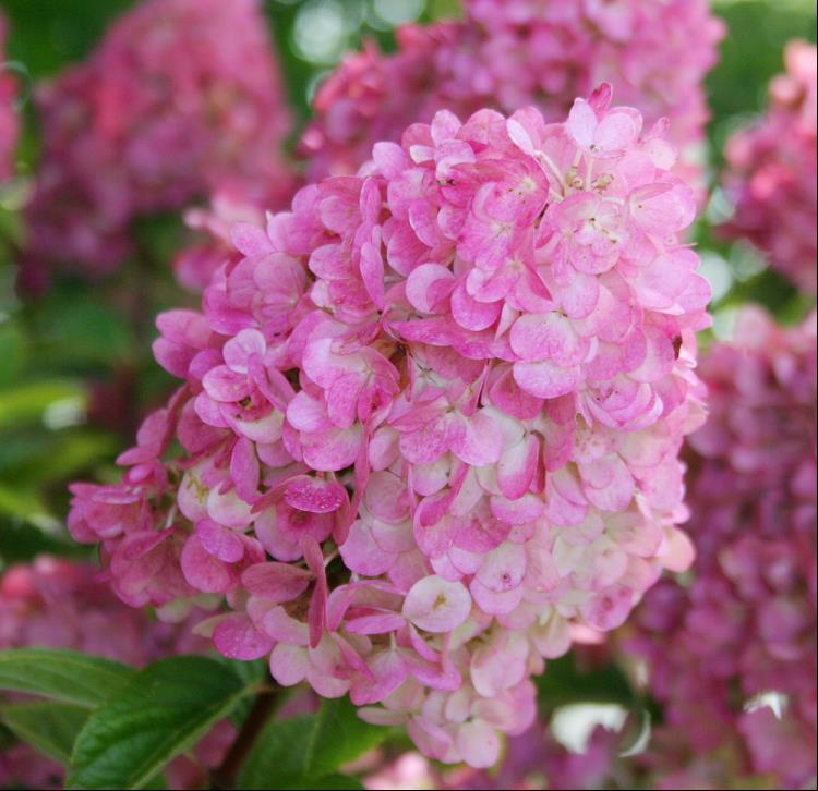 HYDRANGEA P 'STRAWBERRY SUNDAE'® G2 FE