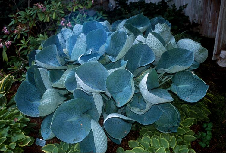 HOSTA 'ABIQUA DRINKING GOURD' 19CM PTW