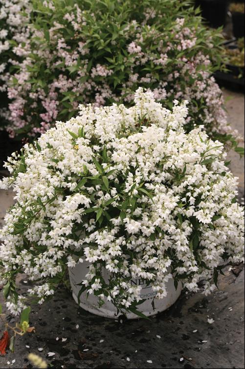 DEUTZIA 'YUKI SNOWFLAKE'® G2 12" PW