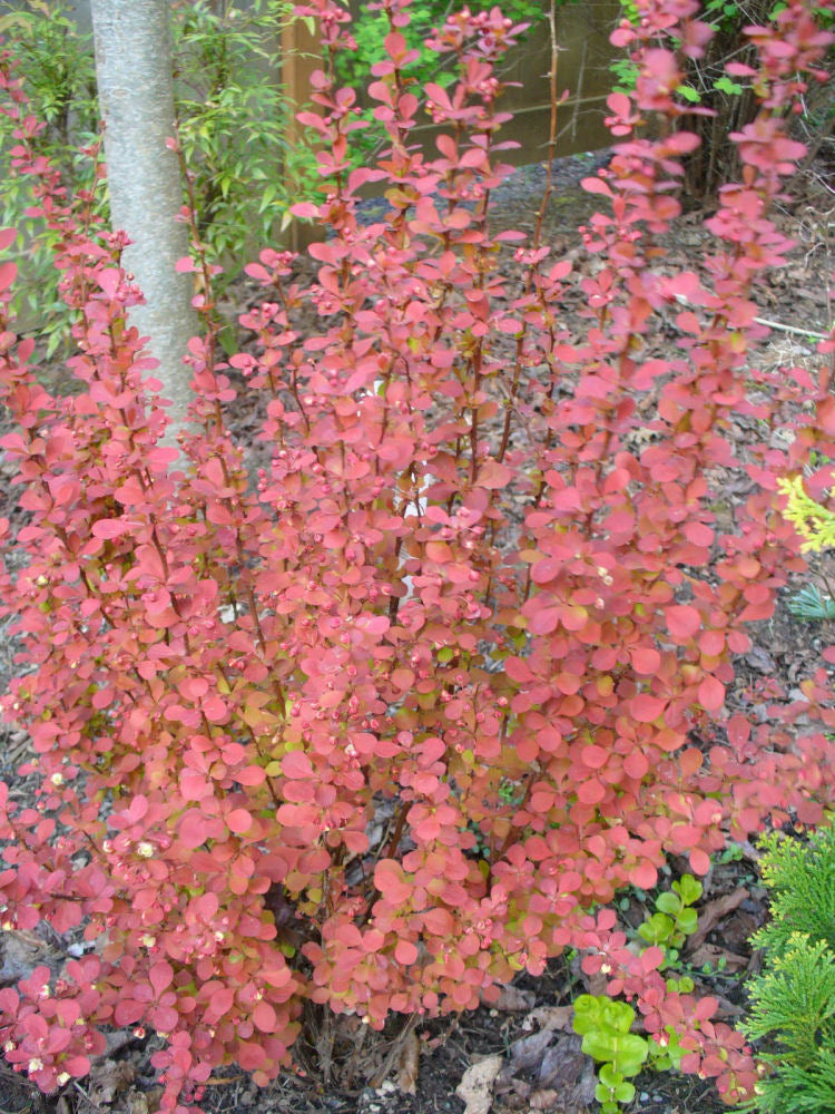 BERBERIS THUN. 'ORANGE ROCKET' G2 15"