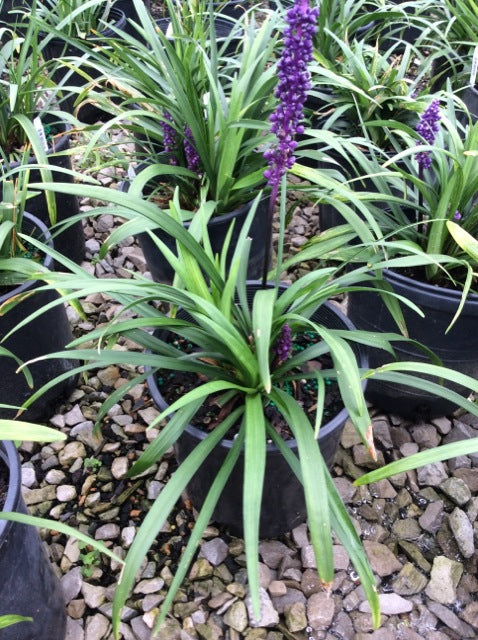 LIRIOPE M. 'ROYAL PURPLE' G1