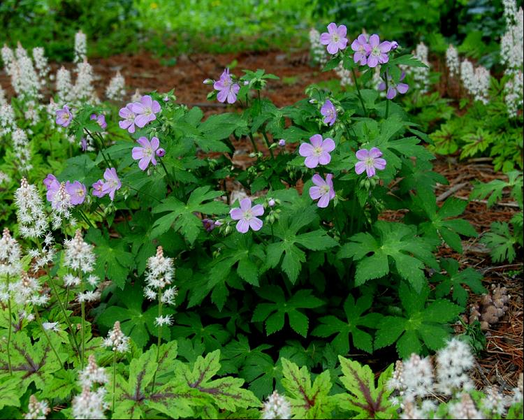 GERANIUM MACULATUM 19CM/G1 AB