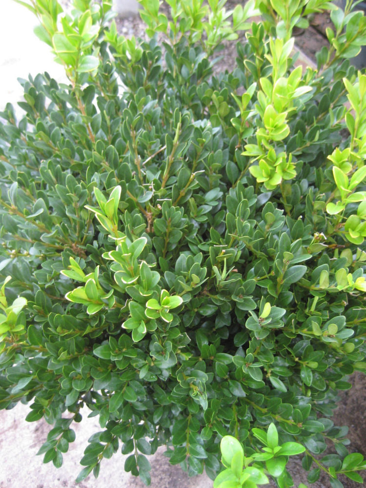 BUXUS M. 'GREEN VELVET' G2 10"