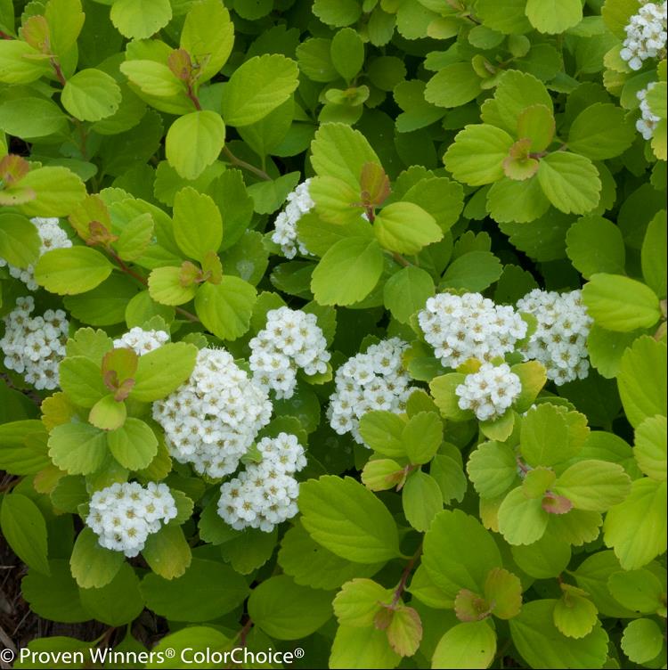 SPIRAEA BET. 'GLOW GIRL'® G3 15" PW