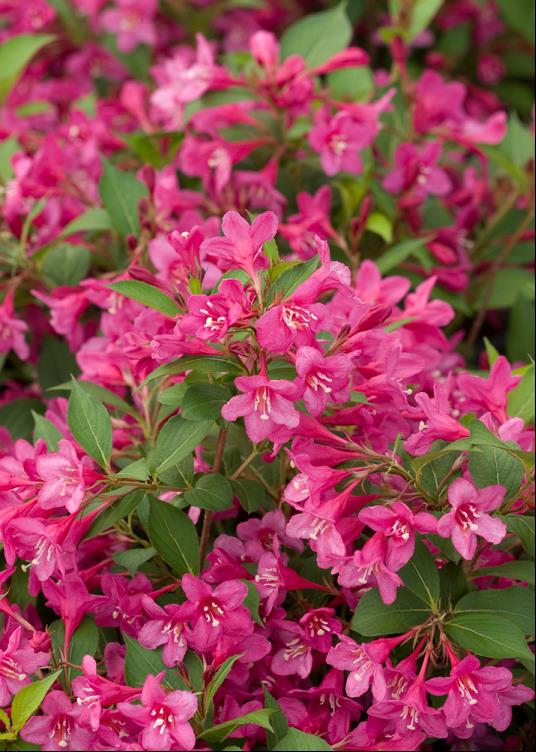 WEIGELA SONIC BLOOM® PINK G3 15" PW