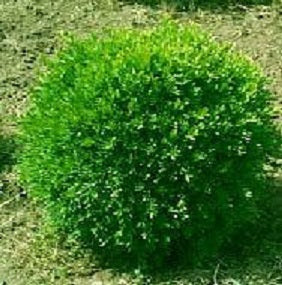BUXUS M. 'FRANKLIN'S GEM' G2 10"