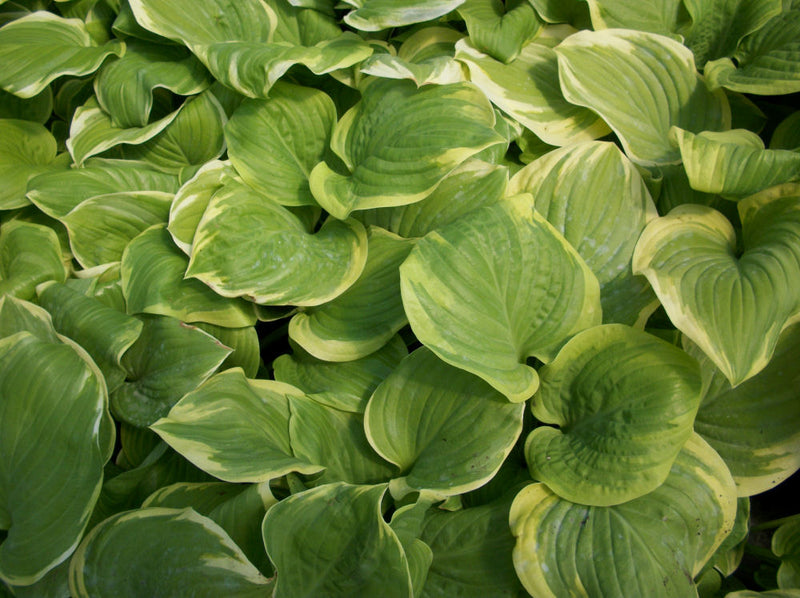 HOSTA 'FRAGRANT BOUQUET' 19CM