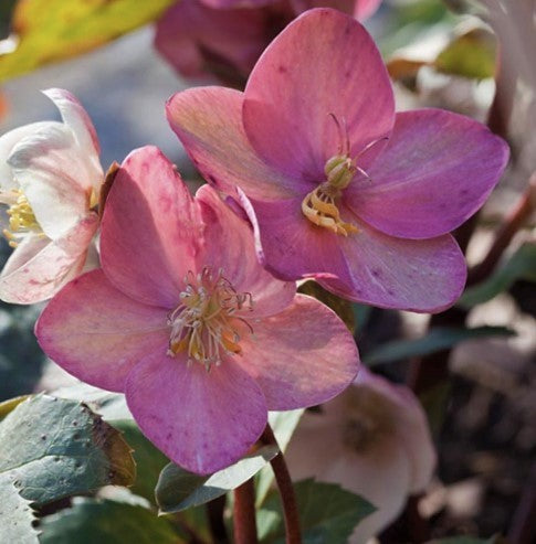 HELLEBORUS 'PINK FROST' 19CM PTW