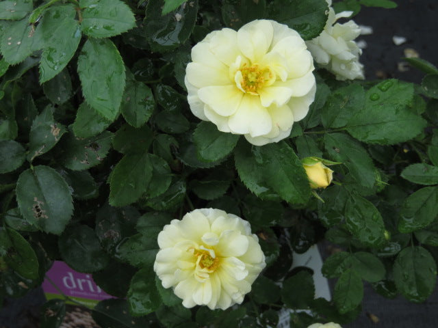 ROSE DRIFT 'POPCORN' 19CM