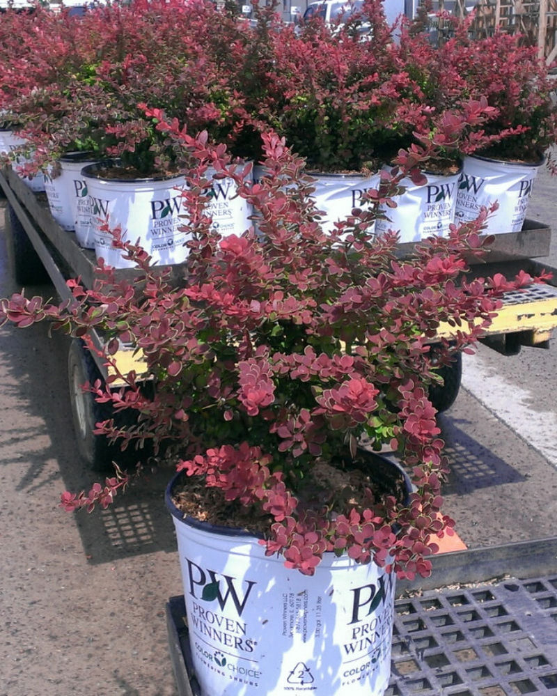 BERBERIS THUN. 'SUNJOY® TANGELO' G3 PW