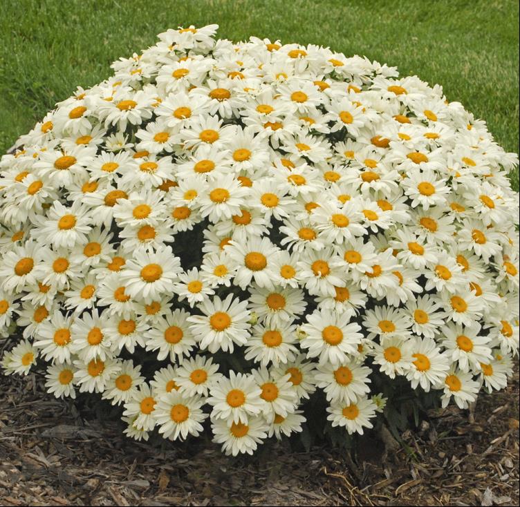 LEUCANTHEMUM X S. 'WHOOPS-A-DAISY' 19CM PTW