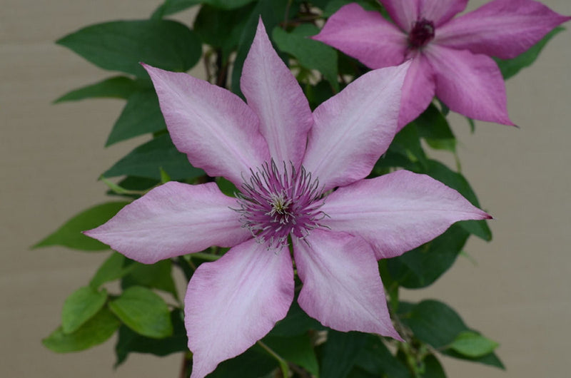 CLEMATIS 'GISELLE' 19CM RE
