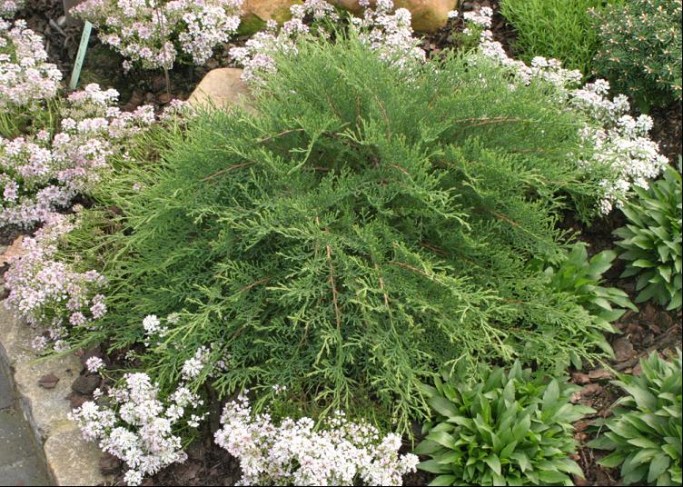 MICROBIOTA D. 'CELTIC PRIDE'® G3 15" PWDP