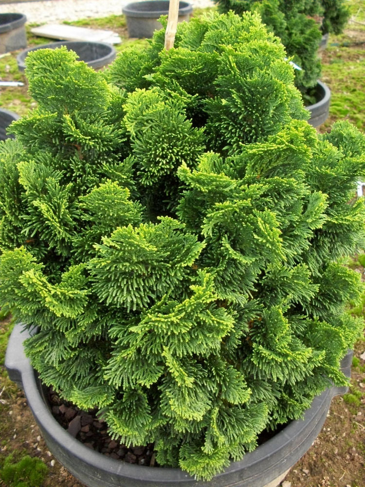 CHAM. OBTUSA 'NANA' G3 12"