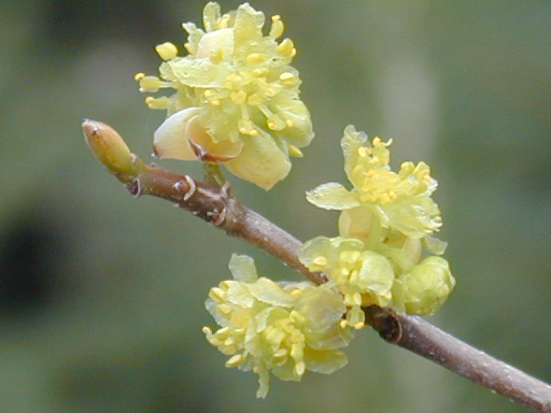 LINDERA BENZOIN G3 18"